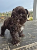 Chocolate girl toy, a female Miniature Schnauzer for sale in Mount Carmel, TN – Photo 4 of 5