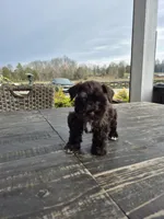 Chocolate girl toy, a female Miniature Schnauzer for sale in Mount Carmel, TN – Photo 3 of 5