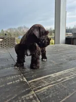 Chocolate girl toy, a female Miniature Schnauzer for sale in Mount Carmel, TN – Photo 1 of 5