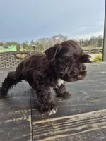 Chocolate girl toy, a female Miniature Schnauzer for sale in Mount Carmel, TN – Photo 5 of 5