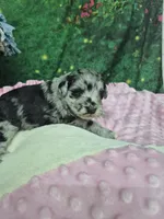 Luna , a female Miniature Schnauzer for sale in Mount Carmel, TN – Photo 4 of 4
