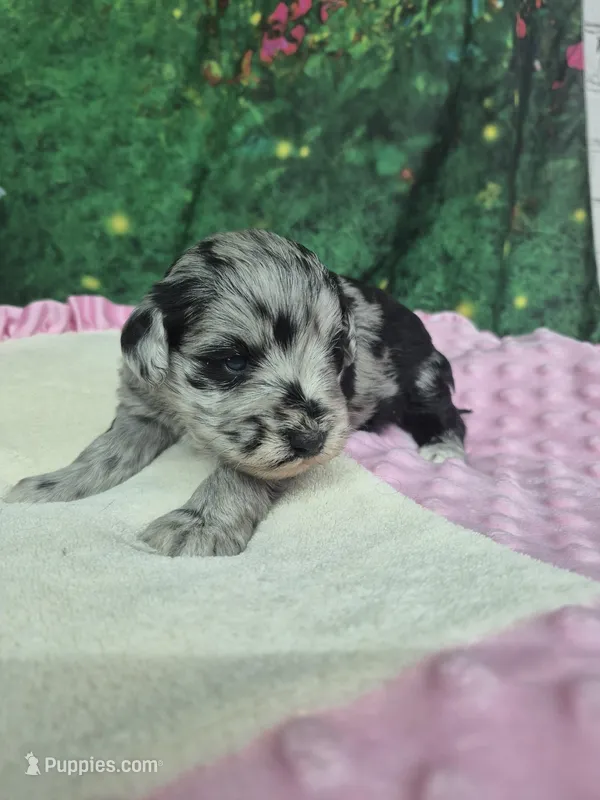Luna  – Miniature Schnauzer puppy for sale in Mount Carmel, TN