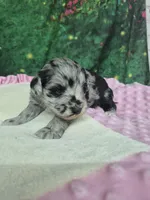 Luna , a female Miniature Schnauzer for sale in Mount Carmel, TN – Photo 1 of 4