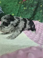 Luna , a female Miniature Schnauzer for sale in Mount Carmel, TN – Photo 3 of 4