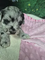 Luna , a female Miniature Schnauzer for sale in Mount Carmel, TN – Photo 2 of 4