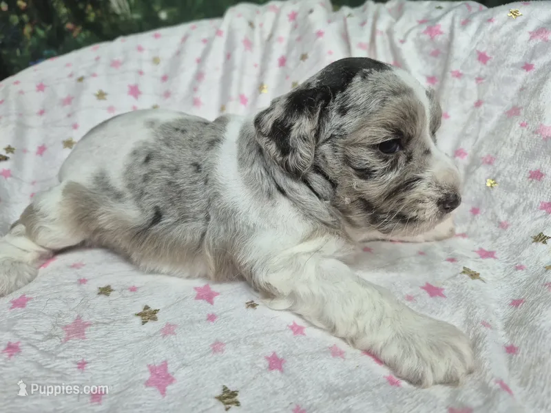 Jewel – Miniature Schnauzer puppy for sale in Mount Carmel, TN