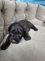 Dreama Chocolate , a female Miniature Schnauzer for sale in Mount Carmel, TN – 5 of 8