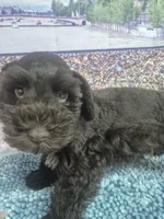 Hershy, a male Miniature Schnauzer for sale in Mount Carmel, TN – Photo 4 of 4