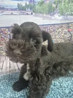 Hershy, a male Miniature Schnauzer for sale in Mount Carmel, TN – Photo 2 of 4
