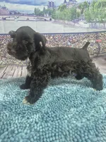 Hershy, a male Miniature Schnauzer for sale in Mount Carmel, TN – Photo 3 of 4