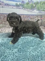 Hershy, a male Miniature Schnauzer for sale in Mount Carmel, TN – Photo 1 of 4