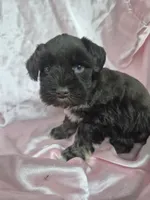 Truffle one blue eye , a female Miniature Schnauzer for sale in Mount Carmel, TN – 3 of 4
