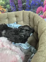 Black girl, a female Miniature Schnauzer for sale in Mount Carmel, TN – 2 of 4