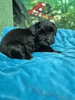 One blue eye, a male Miniature Schnauzer for sale in Mount Carmel, TN – 8 of 8