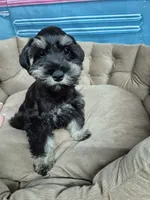 Phantom girl , a female Miniature Schnauzer for sale in Mount Carmel, TN – 4 of 4