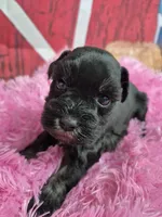 Hollie, a female Miniature Schnauzer for sale in Mount Carmel, TN – Photo 1 of 6