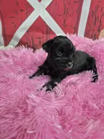 Hollie, a female Miniature Schnauzer for sale in Mount Carmel, TN – Photo 4 of 6