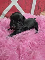 Hollie, a female Miniature Schnauzer for sale in Mount Carmel, TN – Photo 3 of 6