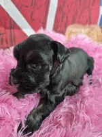 Hollie, a female Miniature Schnauzer for sale in Mount Carmel, TN – Photo 5 of 6