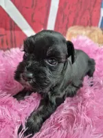 Hollie, a female Miniature Schnauzer for sale in Mount Carmel, TN – Photo 2 of 6