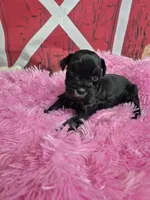 Hollie, a female Miniature Schnauzer for sale in Mount Carmel, TN – Photo 6 of 6