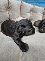 Dreama Chocolate , a female Miniature Schnauzer for sale in Mount Carmel, TN – 4 of 8