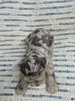 Patches chocolate merle , a male Miniature Schnauzer for sale in Mount Carmel, TN – 3 of 4