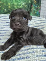 Hershey , a male Miniature Schnauzer for sale in Mount Carmel, TN – 3 of 4