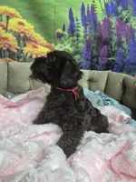 Truffle, a female Miniature Schnauzer for sale in Mount Carmel, TN – 4 of 5