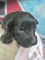 Truffles , a female Miniature Schnauzer for sale in Mount Carmel, TN – 4 of 6