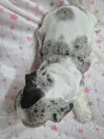 Jewel, a female Miniature Schnauzer for sale in Mount Carmel, TN – 2 of 4