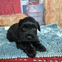 Midnight, a male Miniature Schnauzer for sale in Mount Carmel, TN – Photo 3 of 4