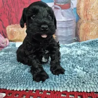 Midnight, a male Miniature Schnauzer for sale in Mount Carmel, TN – Photo 1 of 4