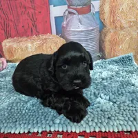 Midnight, a male Miniature Schnauzer for sale in Mount Carmel, TN – Photo 2 of 4