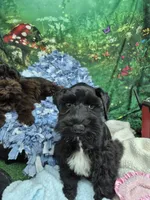 Midnight, a male Miniature Schnauzer for sale in Mount Carmel, TN – 3 of 7
