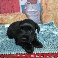 Midnight, a male Miniature Schnauzer for sale in Mount Carmel, TN – Photo 4 of 4