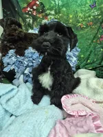 Midnight, a male Miniature Schnauzer for sale in Mount Carmel, TN – 2 of 7