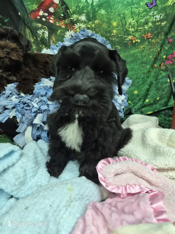 Midnight – Miniature Schnauzer puppy for sale in Mount Carmel, TN