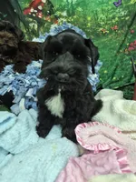 Midnight, a male Miniature Schnauzer for sale in Mount Carmel, TN – 1 of 7