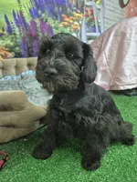 One blue eye, a male Miniature Schnauzer for sale in Mount Carmel, TN – 5 of 5