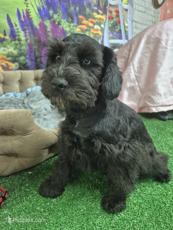 One blue eye – Miniature Schnauzer puppy for sale in Mount Carmel, TN