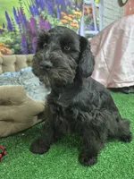 One blue eye, a male Miniature Schnauzer for sale in Mount Carmel, TN – 1 of 5