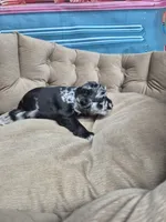 Blue Merle boy, a male Miniature Schnauzer for sale in Mount Carmel, TN – 3 of 5