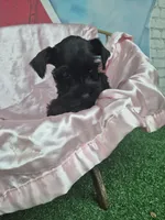 Black beauty , a female Miniature Schnauzer for sale in Mount Carmel, TN – 3 of 5