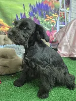 One blue eye, a male Miniature Schnauzer for sale in Mount Carmel, TN – 3 of 5