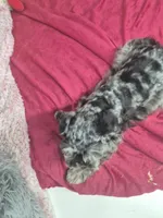 Merle, a male Miniature Schnauzer for sale in Mount Carmel, TN – Photo 4 of 4