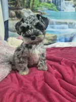 Merle, a male Miniature Schnauzer for sale in Mount Carmel, TN – Photo 1 of 4