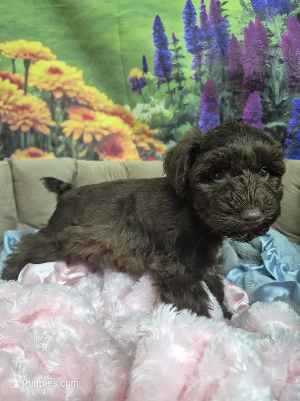 Chocolate female  – Miniature Schnauzer puppy for sale in Mount Carmel, TN