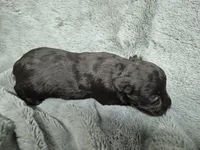 Charlie , a male Miniature Schnauzer for sale in Mount Carmel, TN – 4 of 6