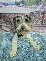 Tri parti, a male Miniature Schnauzer for sale in Mount Carmel, TN – Photo 4 of 4